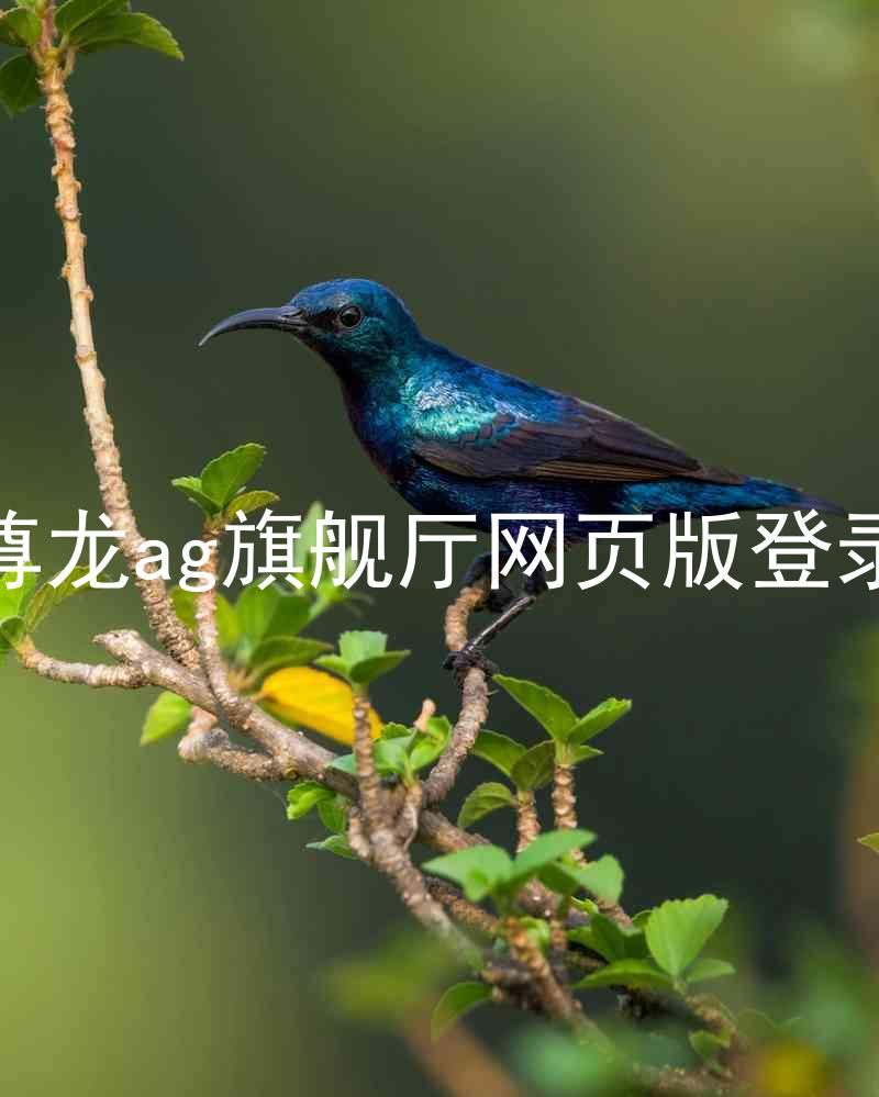尊龙ag旗舰厅网页版登录